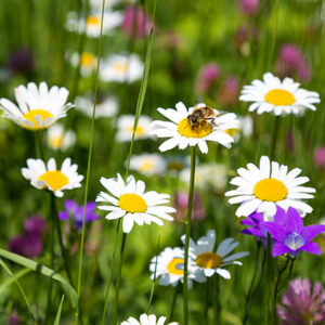 Native Flower Mix