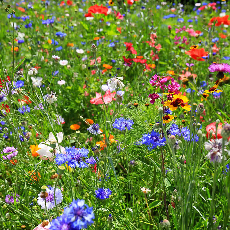 Best times to sow wildflower seeds - local wildflower seeds