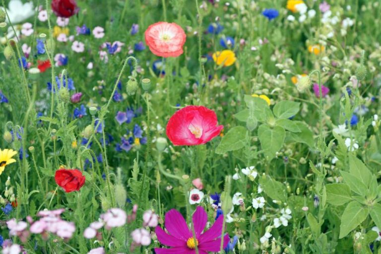 Bee & Butterfly Wildflower Seed Mix,British wild flower seed