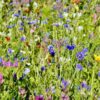 Cornfield Annuals Meadow Mix
