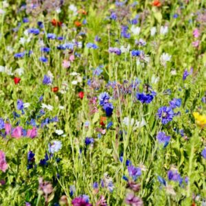 Cornfield Annuals Meadow Mix
