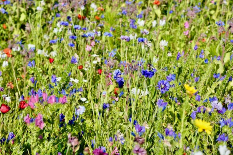 Cornfield Annuals 80/20 Wildflower Meadow Seed Mix,British