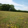 General Purpose Meadow Mix