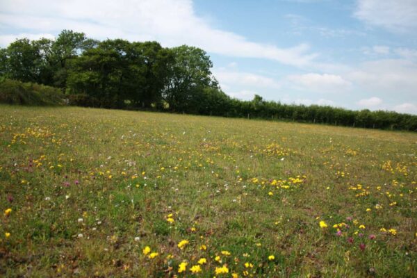 General Purpose Meadow Mix