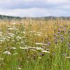 Chalk and Limestone Meadow Mix