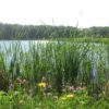 Wetlands and Pond Wildflower Mix