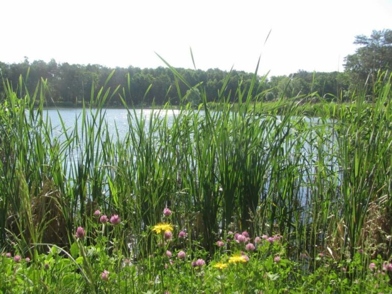 Wetlands and Pond Wildflower Mix