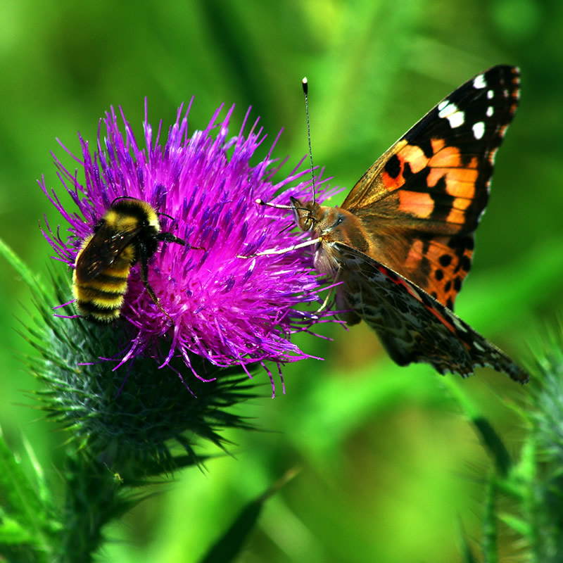 Wild Flower Bee and Butterfly Mix