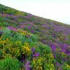 Acidic Soils Meadow Mix