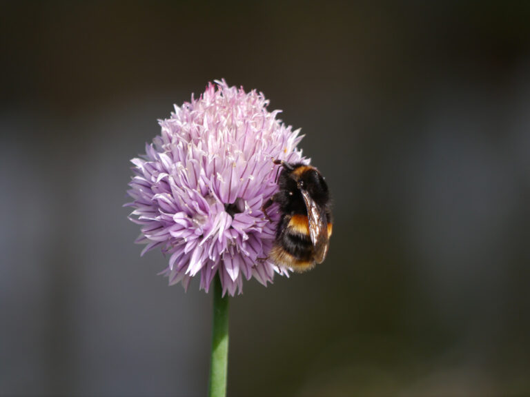 Bee and Butterfly_Wildflower Seeds for South West Counties