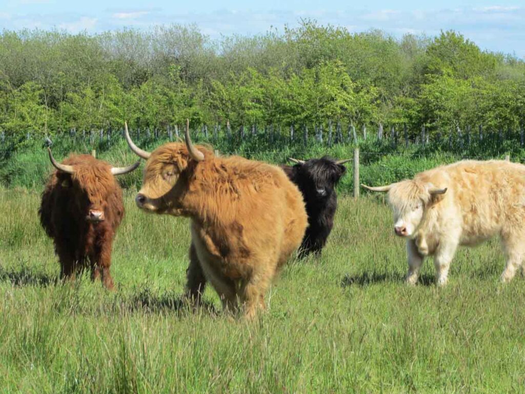 Highland cattle grazing wildflower meadows at Dunsdon