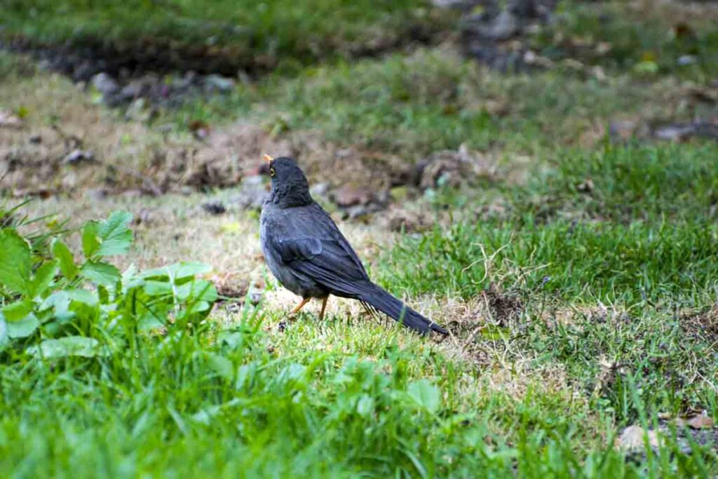 blackbird birds taking wildflower seeds