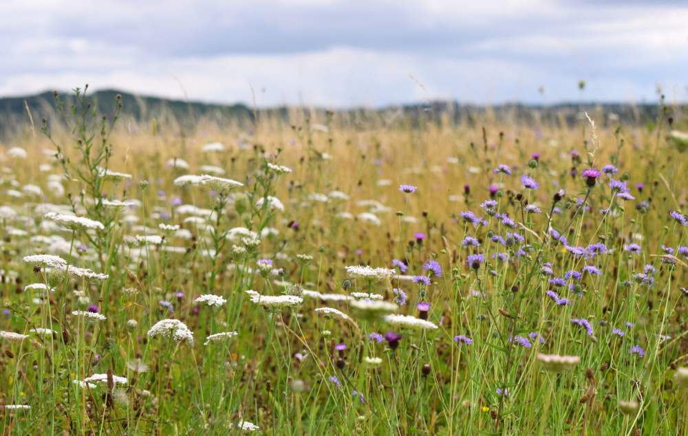 Wildflower seeds Kent_wildflower seeds Surrey_wildflower seeds Sussex_wildflower seeds Hampshire