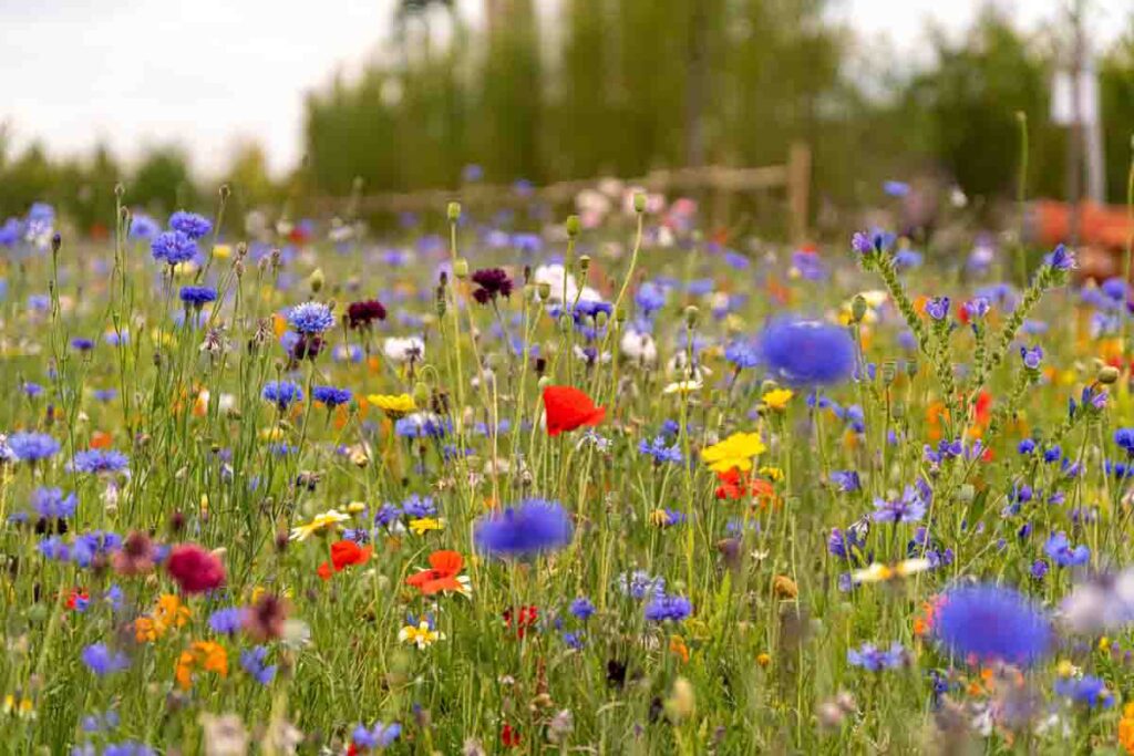 wildflower seeds sussex wildflower seeds kent wildflower seeds hampshire wildflower seeds surrey