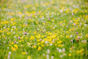 Welsh-wildflower-seed-mixes_Welsh-wildflower-meadows