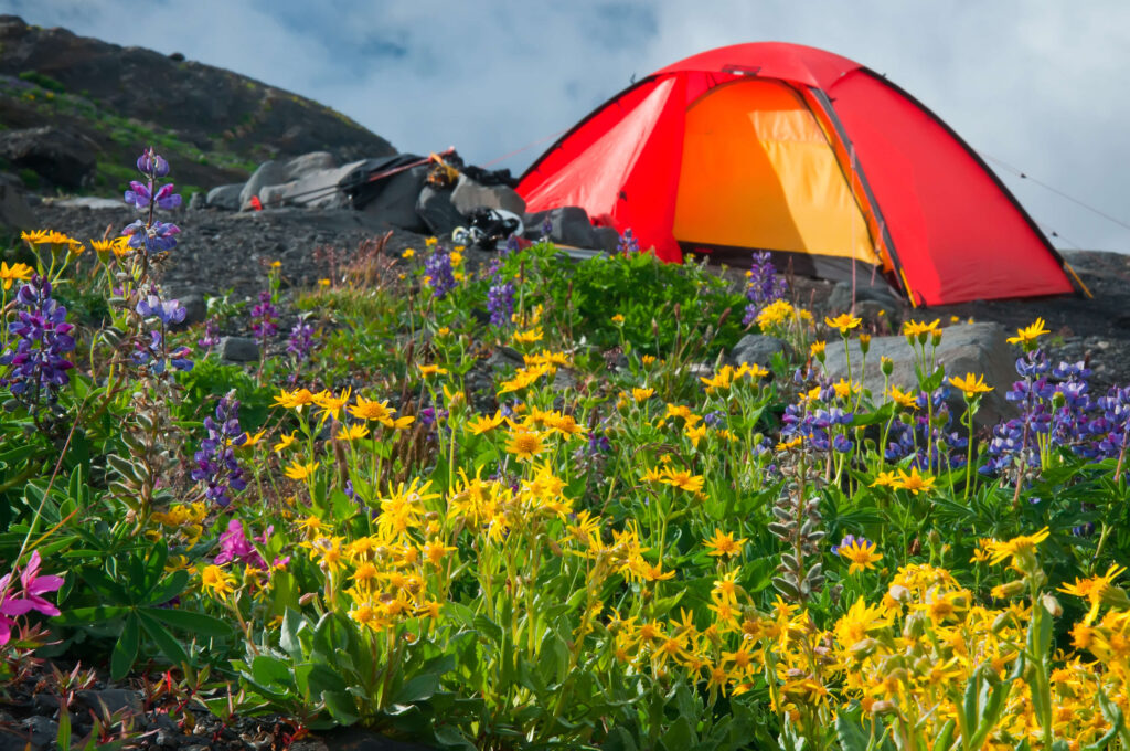 wildflower seeds for campsites and leisure areas