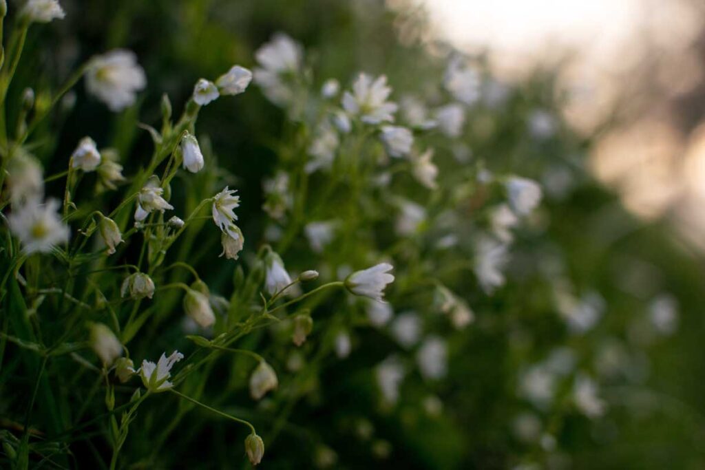 wildflower seeds for shaded and woodland areas