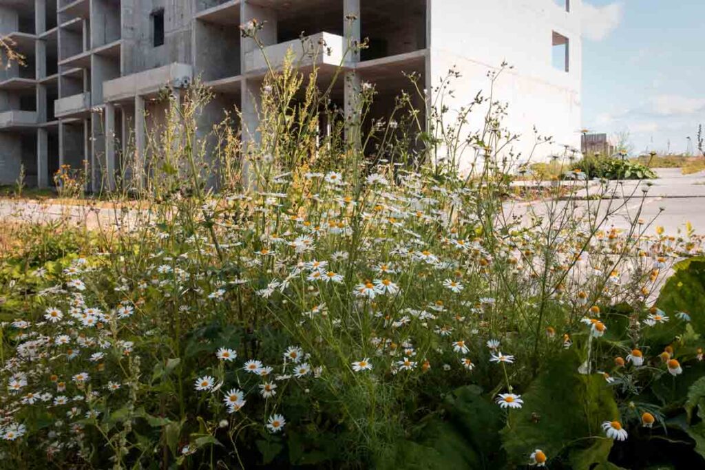 wildflower meadow areas_Biodiversity Net Gain