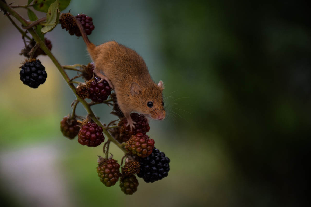 harvest mouse wildlife of south downs