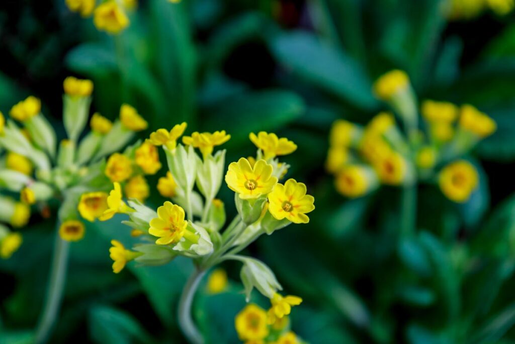 Cowslip_wildflower-seeds-Dorset_Dorset-seed-species