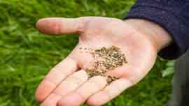 Sowing Sussex wildflower seed