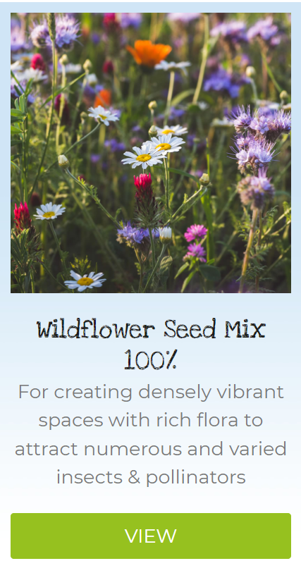 wildflower seed mix 100%