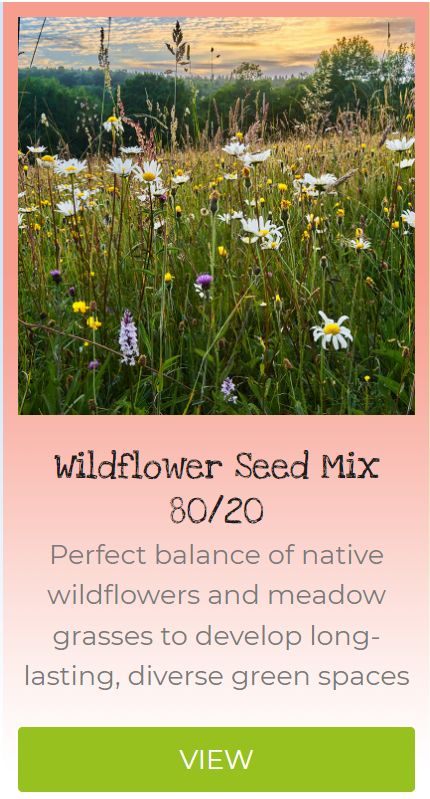 wildflower seed mix 80 20