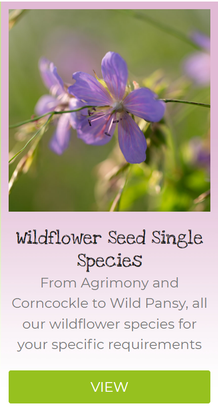 wildflower seed single species