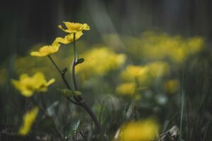 marsh marigold pond and wetland wildflowers