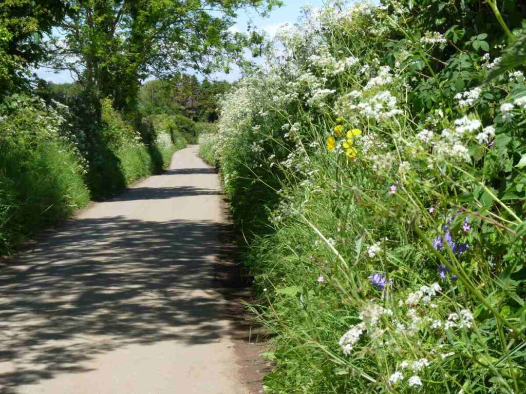 wildflowers for hedgerows and banks hedgerow flowers uk