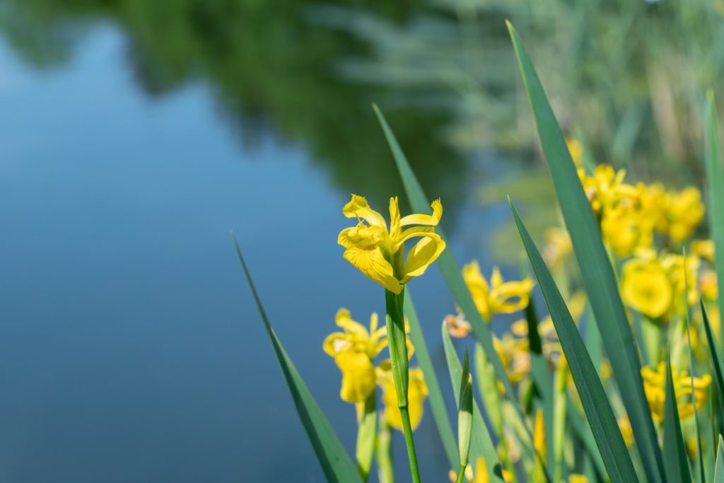 yellow flag iris wildflower seeds