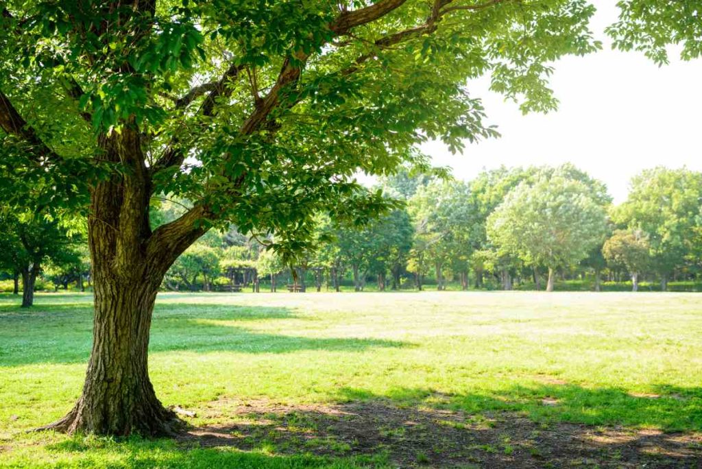 shade from a tree wildflower seeds