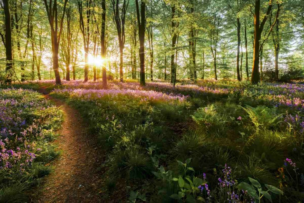 woodland wildflower seeds woodland and heavy shade seed