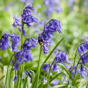 bluebell bulbs (hyacinthoides non scripta)