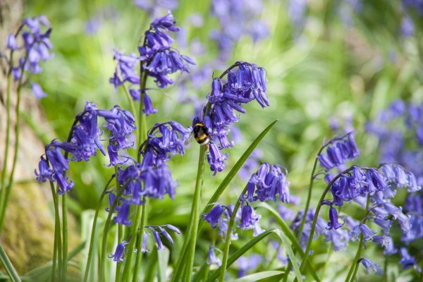 bluebell bulbs (hyacinthoides non scripta)