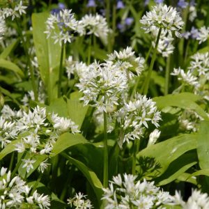 Wild-Garlic-Bulbs_Allium-Ursinum_-Ramsons_UK-Native-Bulbs