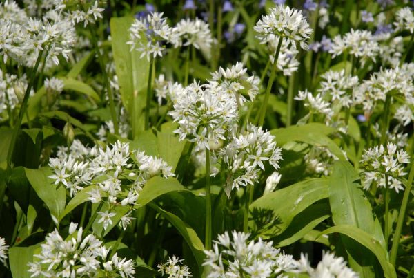 Wild-Garlic-Bulbs_Allium-Ursinum_-Ramsons_UK-Native-Bulbs
