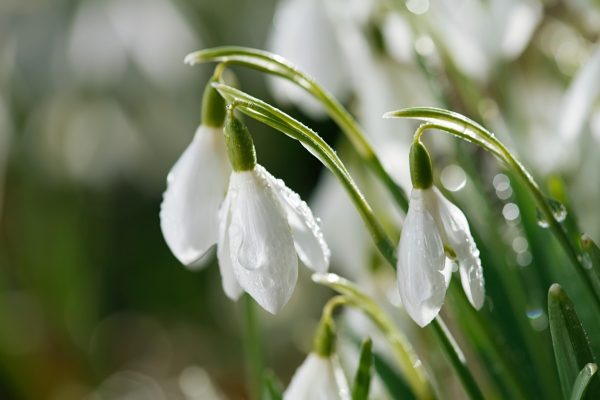 snowdrop bulbs (galanthus nivalis)