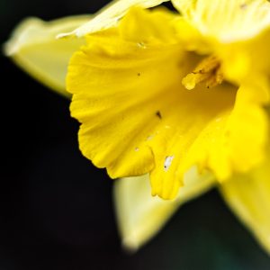 Welsh wild daffodil bulbs (narcissus pseudonarcissus lobularis)