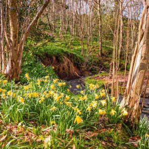 Wild-Daffodil-Bulbs_Narcissus-Pseudonarcissus-LobularisUK-Native-Wild-Daffodil-Bulbs