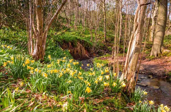 Wild-Daffodil-Bulbs_Narcissus-Pseudonarcissus-LobularisUK-Native-Wild-Daffodil-Bulbs