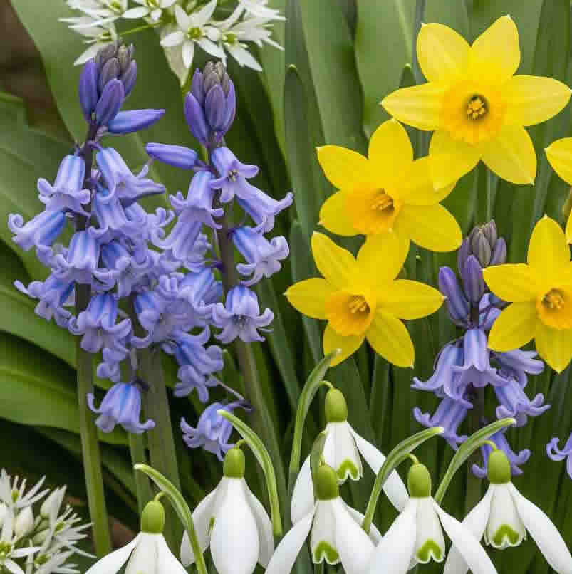 Spring Bulbs