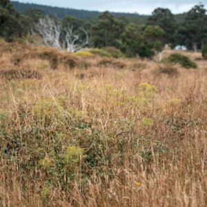 UK-native-grass-mixes_UK-native-conservation-grass-mixes