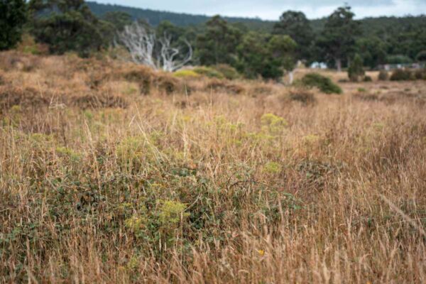 UK-native-grass-mixes_UK-native-conservation-grass-mixes
