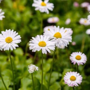 oxeye daisy seeds wildflower seeds gloucestershire