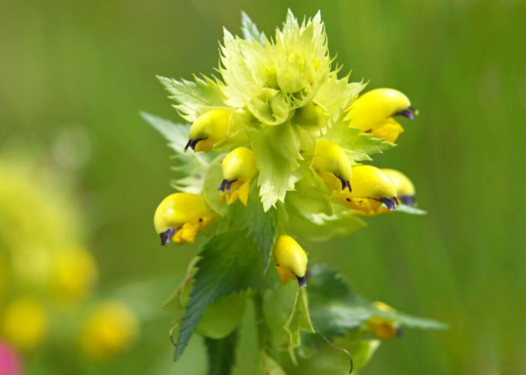 derbyshire yellow rattle seed meadowmaker seed