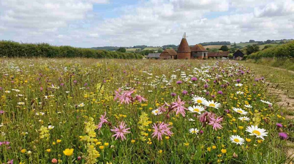 kent wildflower seed nature restoration projects