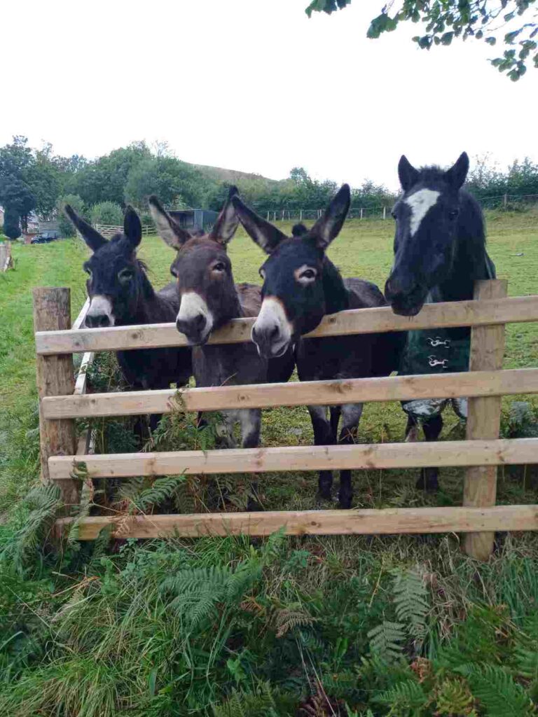 farm stays mid wales quiet location