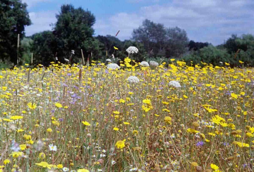 how to establish a wildflower meadow