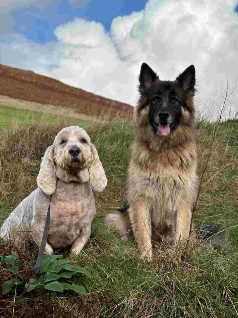 is graig fawr dog friendly holiday let mid wales